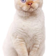British Shorthair Picasso