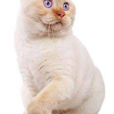 British Shorthair Picasso