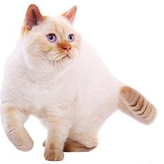 British Shorthair Picasso