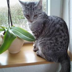 Huskat Molly *EfterLyst* :'(