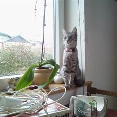 Huskat Molly *EfterLyst* :'(