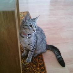 Huskat Molly *EfterLyst* :'(