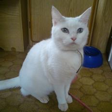 Blanding af racer Trunte