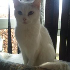 Blanding af racer Trunte