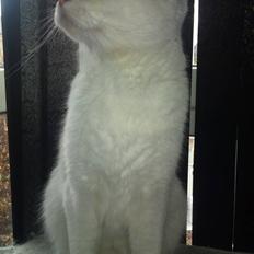 Blanding af racer Trunte