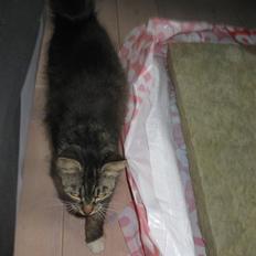 Blanding af racer kiara