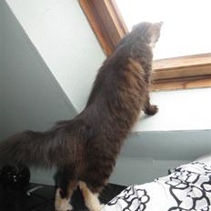 Blanding af racer kiara