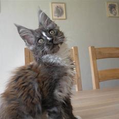 Maine Coon Coon Danica's Kalle Knald