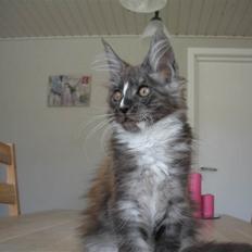 Maine Coon Coon Danica's Kalle Knald