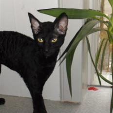 Cornish Rex Bowena´s hannah montana "EFTERLYST"