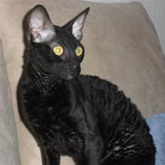 Cornish Rex Bowena´s hannah montana "EFTERLYST"