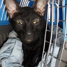 Cornish Rex Bowena´s hannah montana "EFTERLYST"