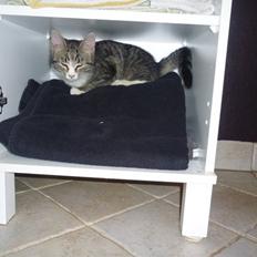 Huskat Oluf :D<3*SOLGT*