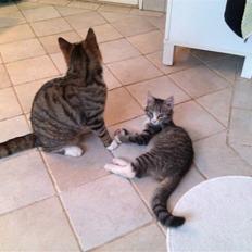 Huskat Oluf :D<3*SOLGT*