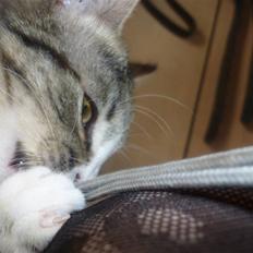 Huskat Oluf :D<3*SOLGT*