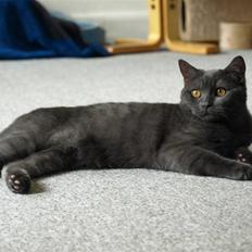 Scottish Fold  Straight Charlie