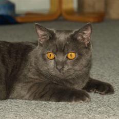 Scottish Fold  Straight Charlie