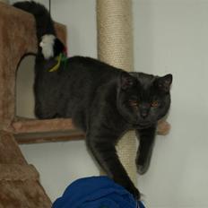 Scottish Fold  Straight Charlie