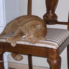 Blanding af racer Tiger