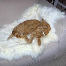 Blanding af racer Tiger