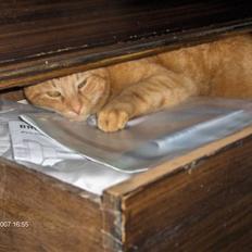 Blanding af racer Tiger