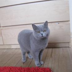British Shorthair Wiki's Blue jazmin 'Mini'
