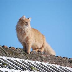 Norsk Skovkat Vindelhusets Flora