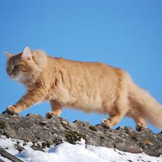 Norsk Skovkat Vindelhusets Flora