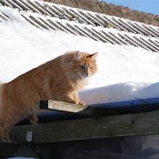 Norsk Skovkat Vindelhusets Flora