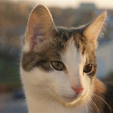 Huskat Prinsesse Sif