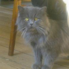 Blanding af racer Benjamin