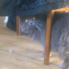 Blanding af racer Benjamin