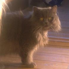 Blanding af racer Benjamin