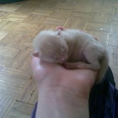 Huskat Gulli †R.I.P†