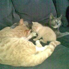 Huskat Gulli †R.I.P†