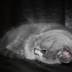 British Shorthair DK Sentimentals iNaia