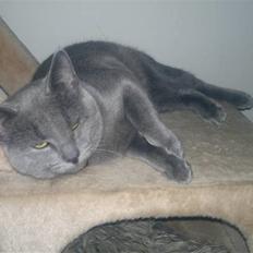 Blanding af racer Nestor