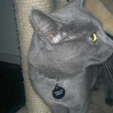 Blanding af racer Nestor