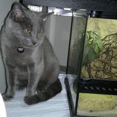 Blanding af racer Nestor