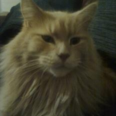 Blanding af racer Simba