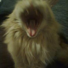 Blanding af racer Simba