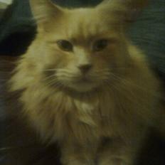 Blanding af racer Simba