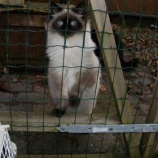 Blanding af racer Hannibal