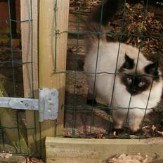 Blanding af racer Hannibal