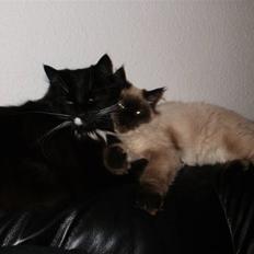 Blanding af racer Hannibal