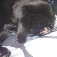 Blanding af racer Beastie