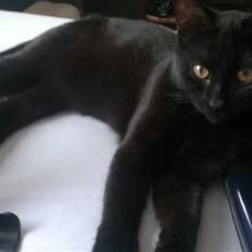 Blanding af racer Beastie