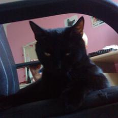 Blanding af racer Viggo-R.I.P-