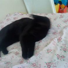 Blanding af racer Viggo-R.I.P-