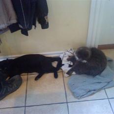 Blanding af racer Viggo-R.I.P-